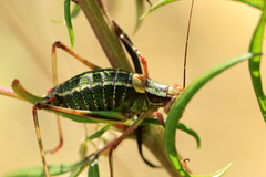 Barbitistes constrictus