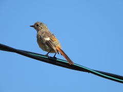 Phoenicurus auroreus