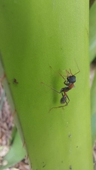 Myrmecia nigrocincta