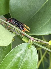 Rhynchium haemorrhoidale
