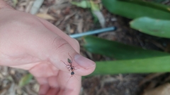 Myrmecia nigrocincta