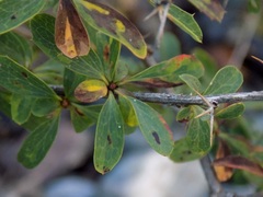 Berberis sibirica