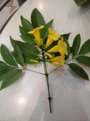 Tecoma stans sambucifolia