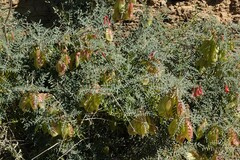 Lessertia frutescens