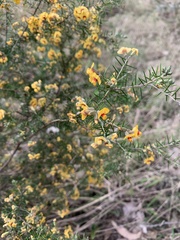 Dillwynia sieberi