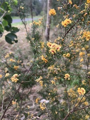 Dillwynia sieberi