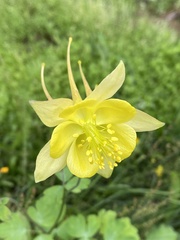 Aquilegia