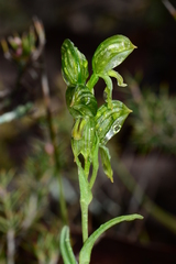 Pterostylis smaragdyna
