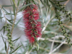 Melaleuca viminalis