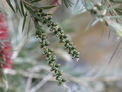 Melaleuca viminalis