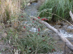 Melaleuca viminalis