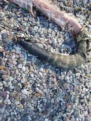 Crotalus molossus molossus