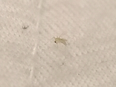 Phlebotominae
