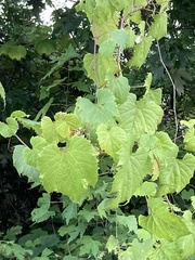 Vitis riparia