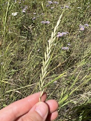 Elymus repens