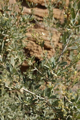 Montinia caryophyllacea