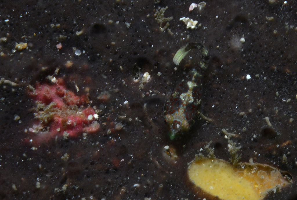 Gabon Clingfish