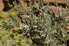 Montinia caryophyllacea