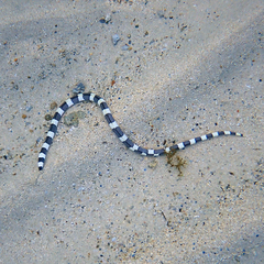 Leiuranus semicinctus