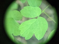 Thalictrum pubescens
