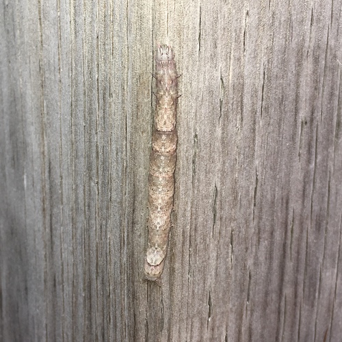 Maple Looper Moth photo 3