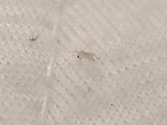 Phlebotominae