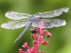 Libellula incesta