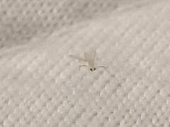 Phlebotominae
