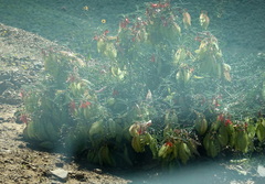 Lessertia frutescens