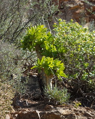 Tylecodon paniculatus