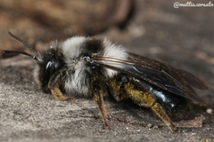 Andrena cineraria