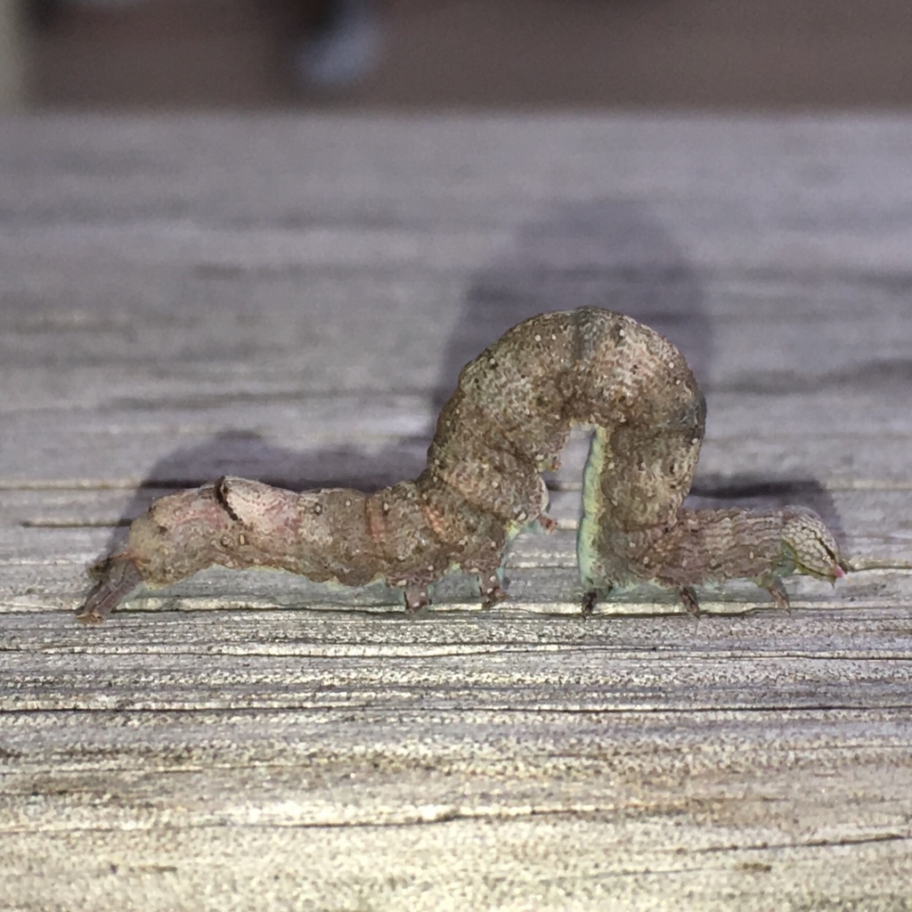 Maple Looper Moth