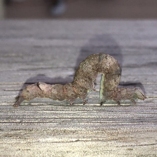 Maple Looper Moth