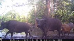 Syncerus caffer nanus