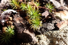 Polytrichum juniperinum