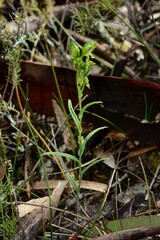 Pterostylis smaragdyna