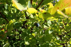 Vaccinium ovalifolium