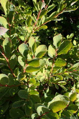 Vaccinium