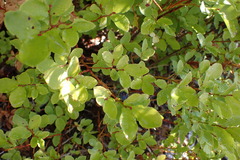 Vaccinium ovalifolium