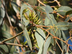 Eucalyptus wandoo