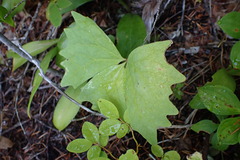 Achlys triphylla