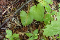 Maianthemum dilatatum