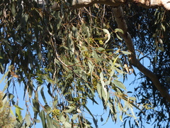 Eucalyptus wandoo