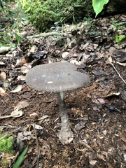Amanita rhacopus