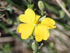 Hibbertia australis