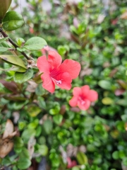 Barleria repens