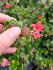 Barleria repens
