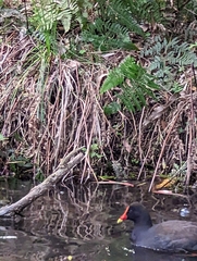 Gallinula tenebrosa