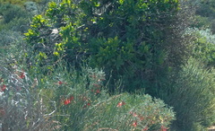 Tylecodon paniculatus