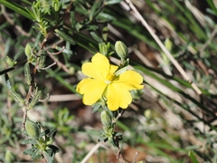 Hibbertia australis